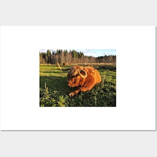 Scottish Highland Cattle Cow 2148 Posters and Art